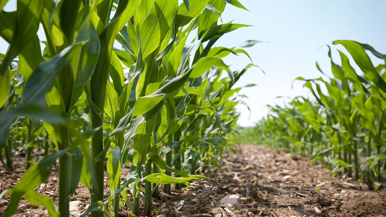 Green field full of crops