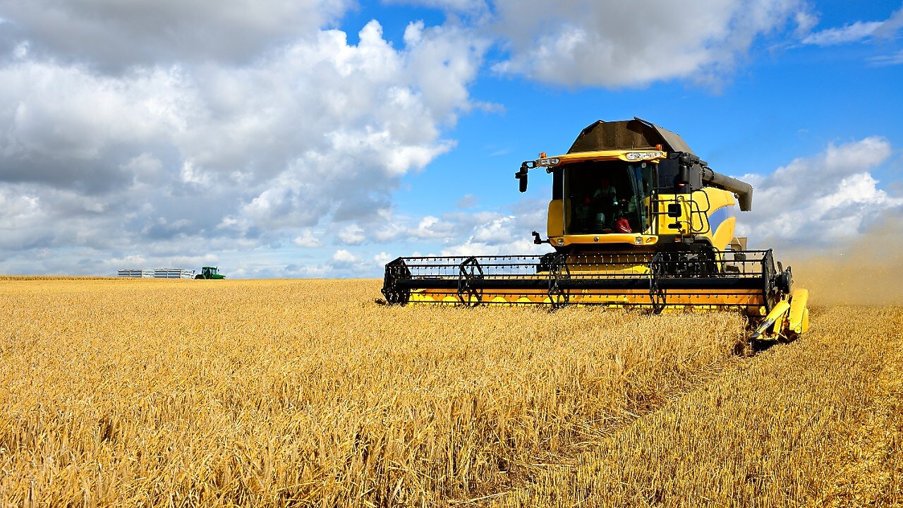 Yellow combine harvester in a field of wheat
