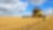 Yellow combine harvester in a field of wheat