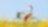 A young woman rides a bicycle through a summer field